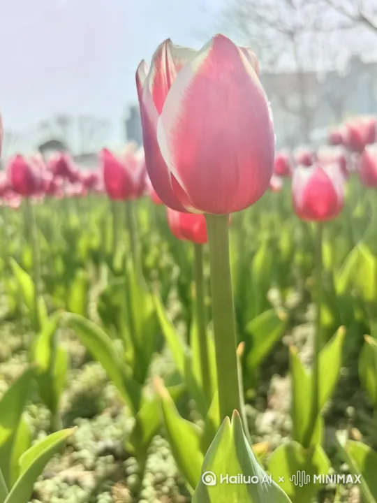  by Hailuo AI Video Generator