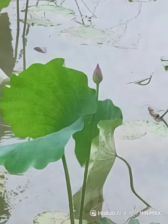  by Hailuo AI Video Generator