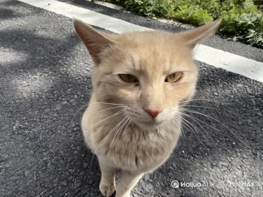 [快速推镜，固定]猫咪看向镜头大笑 by Hailuo AI Video Generator