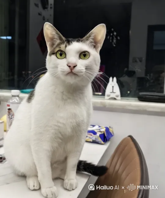 猫说炒股 by Hailuo AI Video Generator