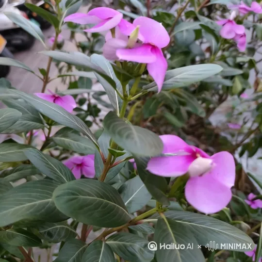 花开的过程，变成一群花仙子，飞向彩虹升起的蓝色天空。 by Hailuo AI Video Generator