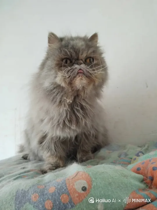 小猫打滚 by Hailuo AI Video Generator