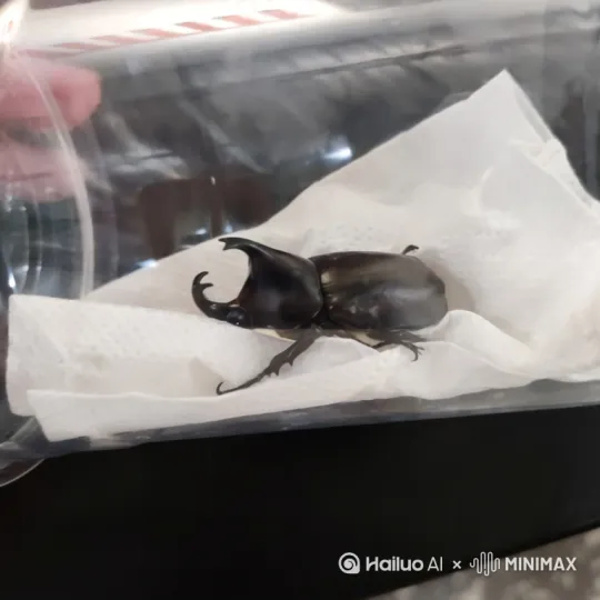 甲虫慢慢飞出屏幕 by Hailuo AI Video Generator