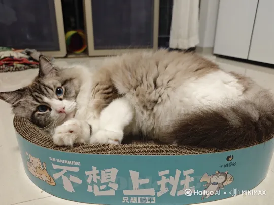 帮我用这只生成布偶猫咪在参加奥运会跳水视频，先慢慢走上天水台，跳的时候要在空中翻转好几下才丝滑入水。 by Hailuo AI Video Generator