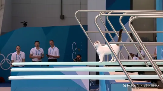 televised footage of a cat doing an acrobatic dive into a swimming pool at the olympics, from a 10m high diving board, flips and spins by Hailuo AI Video Generator