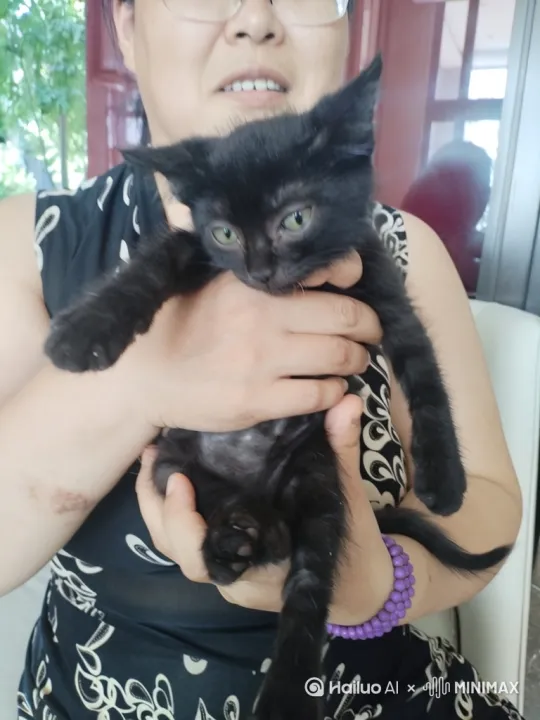 让猫猫让猫猫的尾巴动起来，让他的手挥舞起来。在手上跳舞。眼睛盯着屏幕脚生长开来手消失让他跳起来。 by Hailuo AI Video Generator