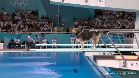 In the Olympic diving competition, a dog is standing on the 10-meter diving board, looking down at the swimming pool. It takes a deep breath, leaps into the air, and performs a series of flips and spins before landing gracefully in the water. The audience is in awe of its performance. by Hailuo AI Video Generator