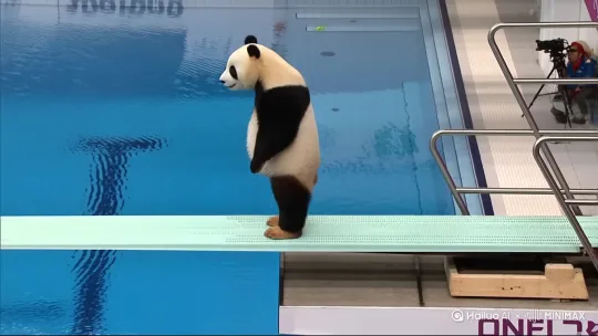 主体（Subject）：一只大熊猫
情境(Context)：奥运会十米跳台，远处是观众看台
动作(Action):踏板三步助跑起跳，空中完成前手翻转体180度
风格（Style)：连续镜头记录从助跑到落水的完整过程 by Hailuo AI Video Generator