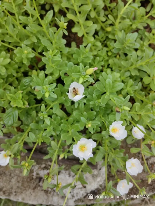 跟随镜头，蜜蜂会飞到盛开的花朵上，用口器吸取花蜜，同时身上的绒毛会沾上花粉，在花丛中飞来飞去时，就帮花朵完成了传粉。 by Hailuo AI Video Generator