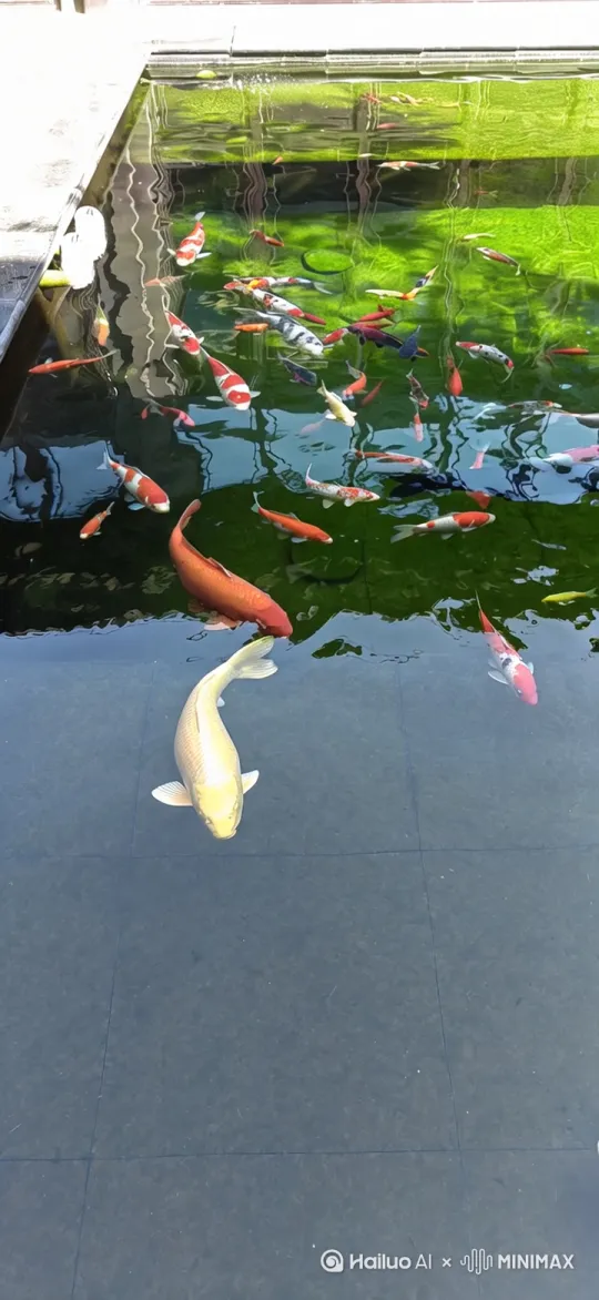 金鱼来财 by Hailuo AI Video Generator