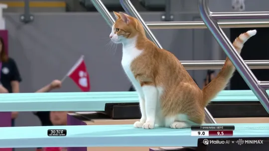 "奥林匹克官方转播视角，10米跳台特写：一只橘白相间的虎斑猫后腿直立站在跳台边缘，前爪自然下垂，胡须微颤（特写眼神专注）。慢镜头展示起跳动作——后腿发力腾空时尾巴笔直上翘，身体呈完美反弓形。空中完成307C（反身翻腾三周半抱膝）动作：① 腾空后仰翻转 ② 三周快速团身旋转 ③ 距水面3米时展体。入水瞬间近乎零水花，只有几滴飞溅的水珠折射顶光。水下镜头追踪橘猫流畅划动前爪上浮，冒出湿漉漉脑袋时甩耳朵特写。背景要素：① 跳台侧方电子记分牌显示9.5/9.0/9.5 ② 观众席满座挥舞猫爪旗 ③ 解说员激动喊‘Purrfect landing!’" by Hailuo AI Video Generator