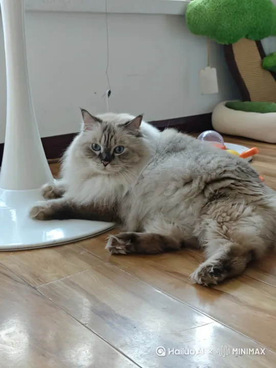 猫咪游泳比赛 by Hailuo AI Video Generator