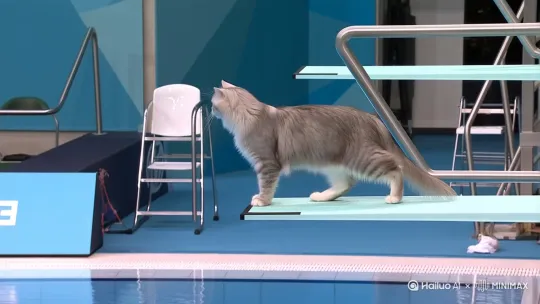 一只长毛银猫在奥运会上表演了特级跳水，先在跳板上往前走几步，然后从10米高的跳板上翻转两圈并旋转跳入游泳池 by Hailuo AI Video Generator