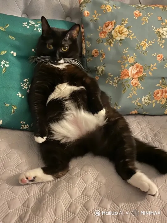 奶牛猫小猫咪在沙发上跳舞，从右左侧运镜 by Hailuo AI Video Generator