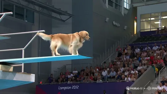 Official Olympic broadcast footage, side tracking shot, A golden retriever performs a double tuck dive dive from the 10-meter high board into a brightly lit swimming pool. cinematic slow motion, water splashing, cheering audience, detailed fur movement. The crowd is visible in the background by Hailuo AI Video Generator