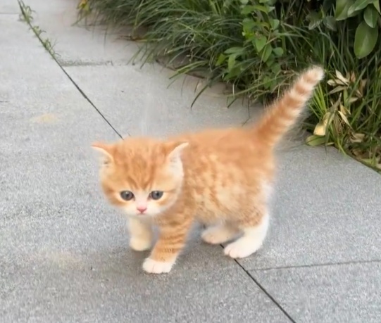 video original by Hailuo AI Video Generator