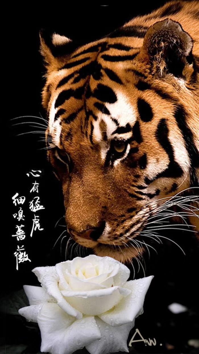 video original by Hailuo AI Video Generator
