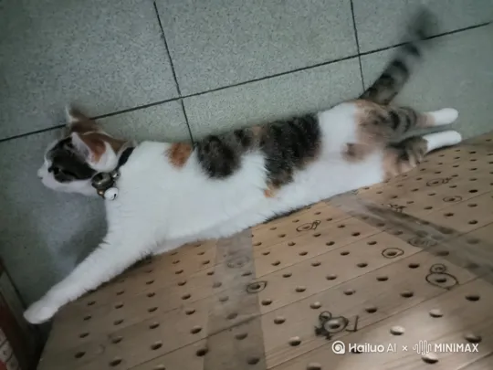 右移,左摇,跟随]跳水比赛现场，聚焦跳台，小猫站在三米跳台上，向前跑，做高空向前翻滚再转体180度的高难度动作跳入水中。大大的水花四起。背景是坐满观众的大型场馆，灯光明亮，色彩丰富展现赛场活力，写实捕捉竞技精彩瞬间与体育拼搏精神 。 by Hailuo AI Video Generator