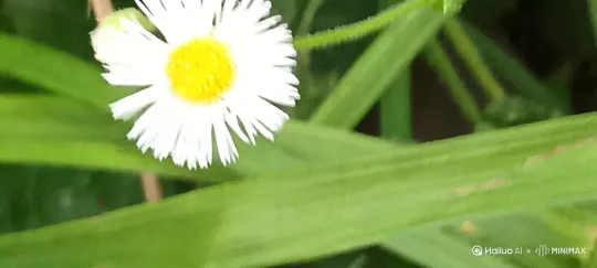  by Hailuo AI Video Generator