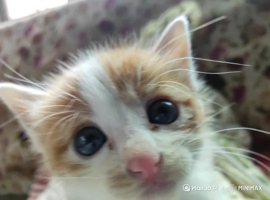 这只这只小猫跑到。窗台上。飞。 by Hailuo AI Video Generator