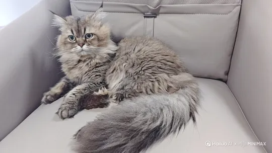 镜头随尾巴上摇，固定在猫头，猫咪缓缓眨眼，摇晃耳朵，眼睛蹦出星星 by Hailuo AI Video Generator