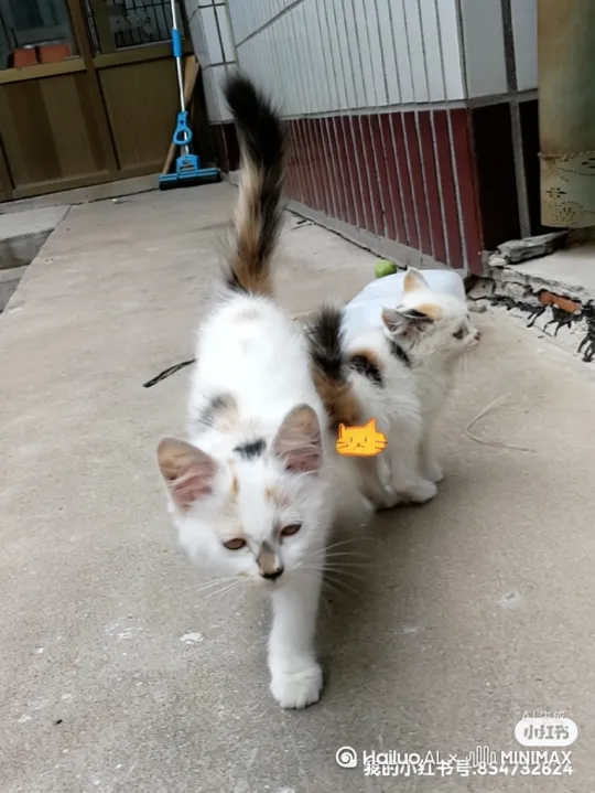 小猫招手说来财来财。 by Hailuo AI Video Generator