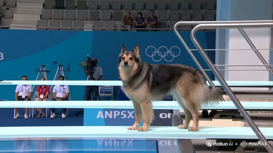 A dog on an Olympic diving board, walking purposefully, then leaping into the water. In the air, the dog pertorms elegant somersaults and twists, resembling
synchronized swimming routineCapturet he agility and grace of its aerial maneuvers. by Hailuo AI Video Generator