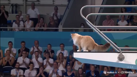 电视镜头显示一只布偶猫在奥运会上的十米高的跳台跳入游泳池，进行特技跳水，翻转和旋转，画面清晰，水花四溅，背景有观众轻声欢呼，毛发随身轻摆，高清真实质感。竞技体育场景，电影镜头感。 by Hailuo AI Video Generator