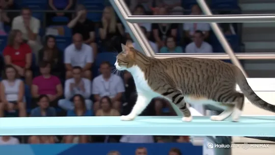 "A cat is at the Olympic diving board,there are many spectators in the audience.It walks purposefully to the edge, showing intense focus. Then, it leaps into the air. In mid-air, it performs elegant somersaults and twists, resembling a synchronized swimmer,jumping into the water and splashing water.Capture the stunning combination of its agility and grace." by Hailuo AI Video Generator