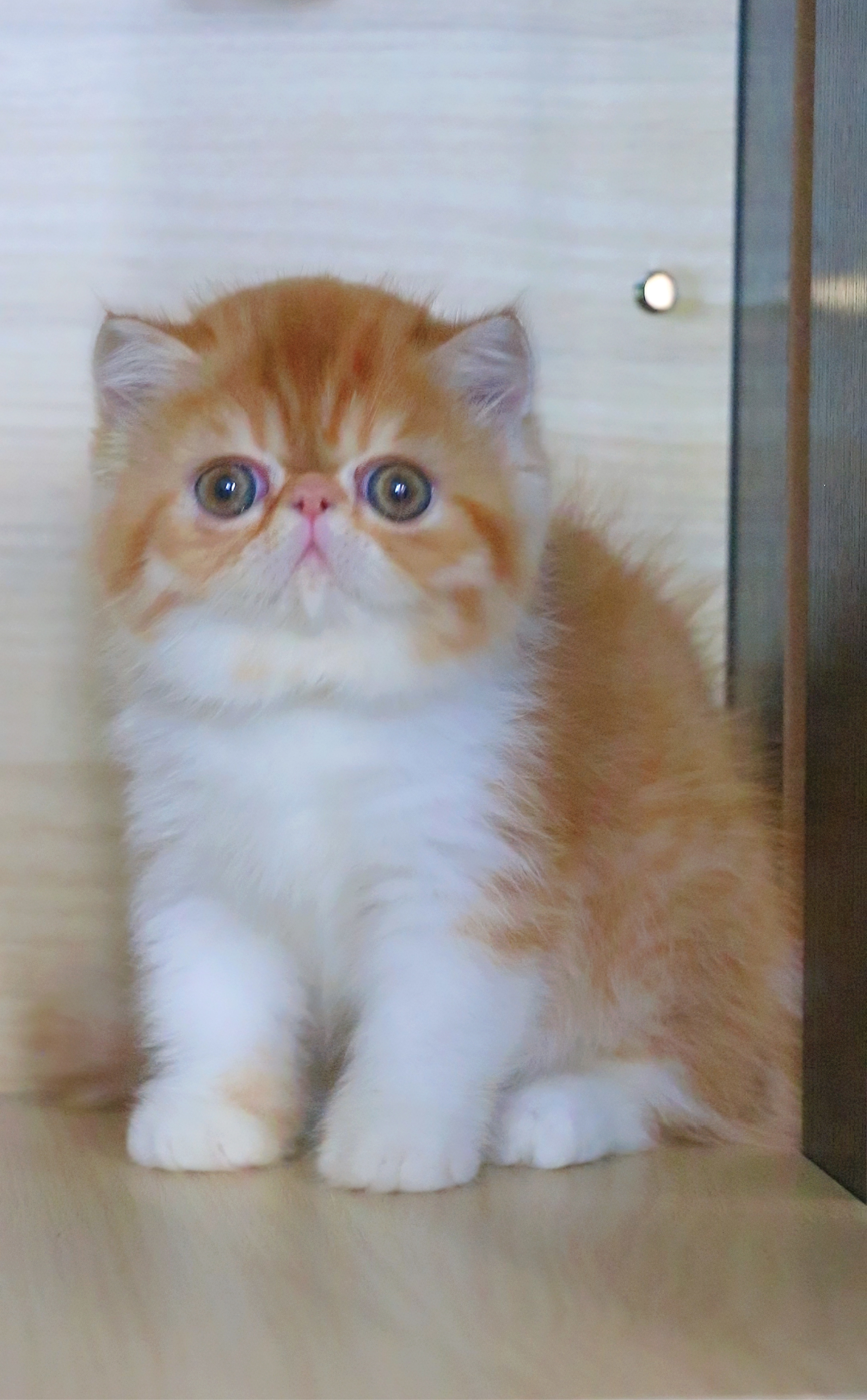 video original by Hailuo AI Video Generator