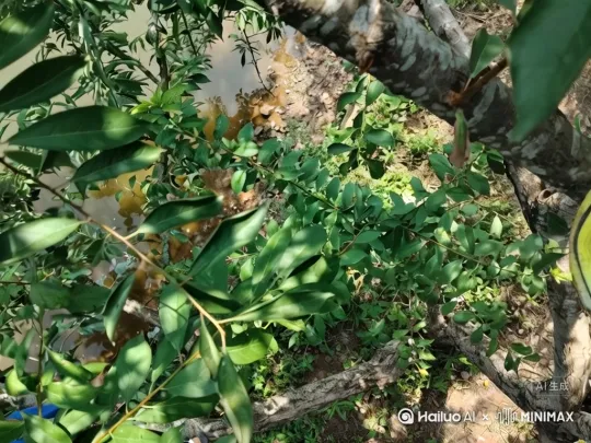 有一只鳄鱼要袭击我[左移,右摇,跟随] by Hailuo AI Video Generator