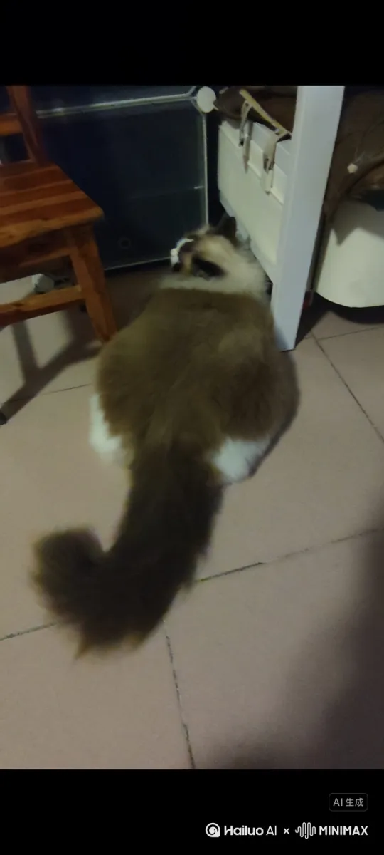 图片是一个小猫伞，下雨了，一只小蓝猫淋雨，捡到了这把小猫伞，撑开伞，顺利回到了家。大家夸赞小猫伞真棒。 by Hailuo AI Video Generator