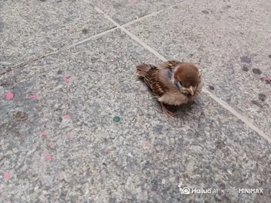 让这只小麻雀快乐的飞起来 by Hailuo AI Video Generator