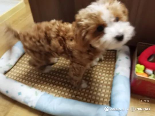这只小狗在奥运会的蓝色跑道上飞速奔跑，以非常快的速度冲向终点[右移,跟随] by Hailuo AI Video Generator