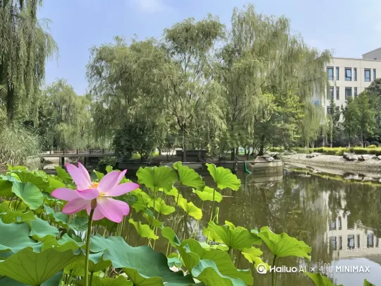 荷花随风摇曳，之后向火箭一样发射升空，在太空中向烟火一样绽放 by Hailuo AI Video Generator