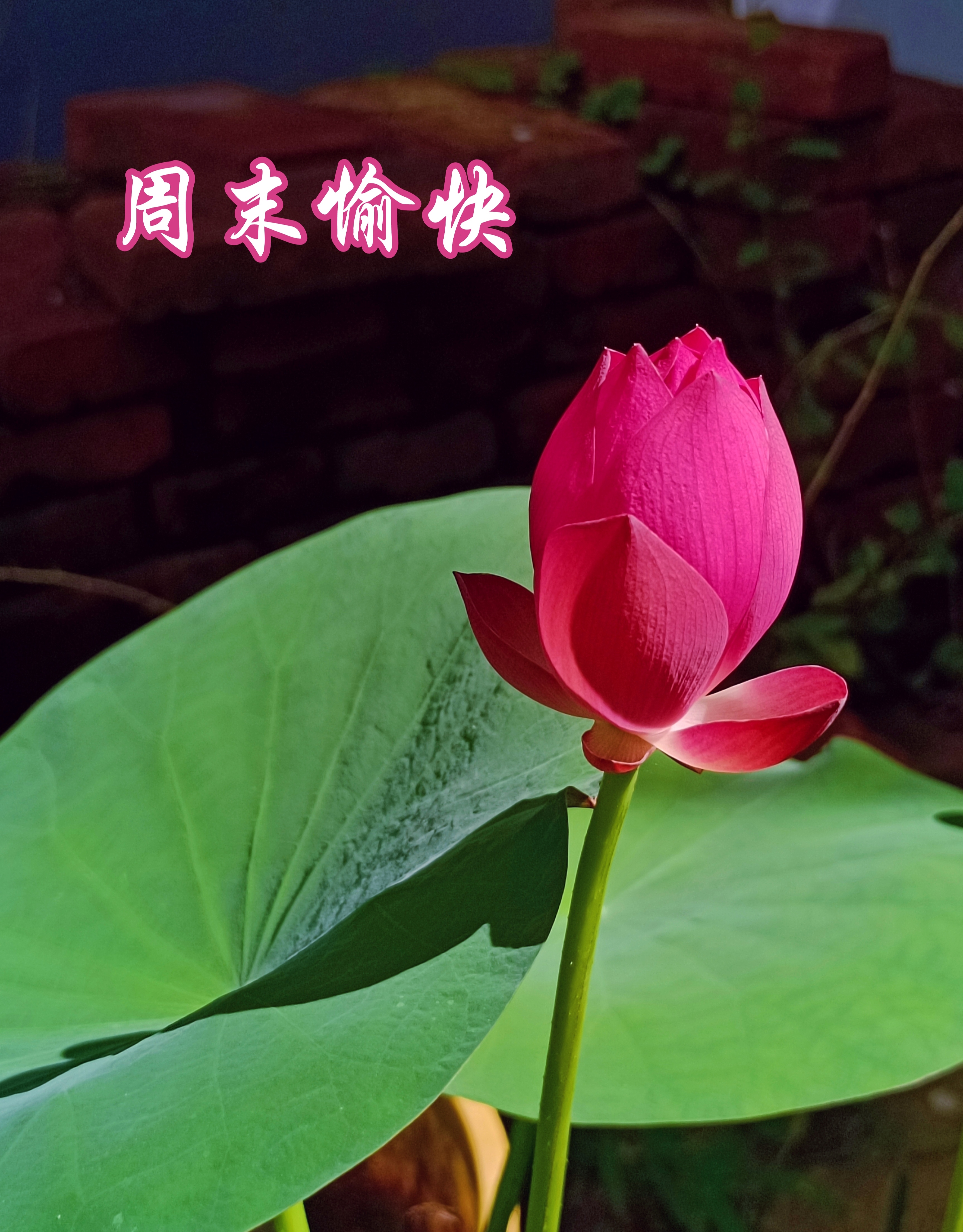 video original by Hailuo AI Video Generator