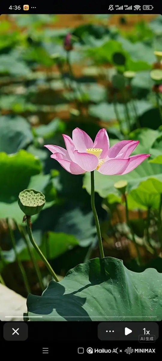 荷花随风摇曳，荷叶随风摇曳，拉进镜头荷花里飞出来快乐的仙子小精灵，围着荷花飘舞旋转。[左移,上升] by Hailuo AI Video Generator
